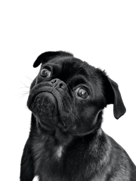 Free-pug-Funny-Dog-Png-Image-Picture-Download-Dogs-Image-With-Transparent-99freepsd