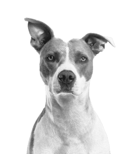 Free-Dog-Png-Image-Picture-Download-Dogs-Image-With-Transparent-Background_1