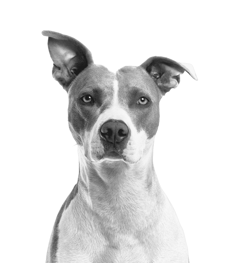 Free-Dog-Png-Image-Picture-Download-Dogs-Image-With-Transparent-Background_1