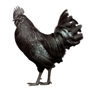 Free-kadaknath-murga-png-transparent-ayam-cemani-silkie-kadaknath-java-chicken-indonesia-cock-animals-galliformes-chicken_2.png