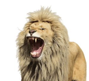 Free-Wild-King-Lion-Png-Download-Full-HD-Lion-png-Lion-images