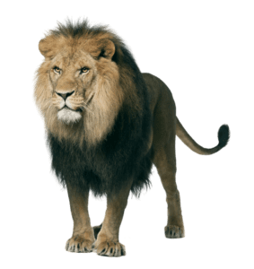 Free-King-Lion-Png-Download-Full-HD_2