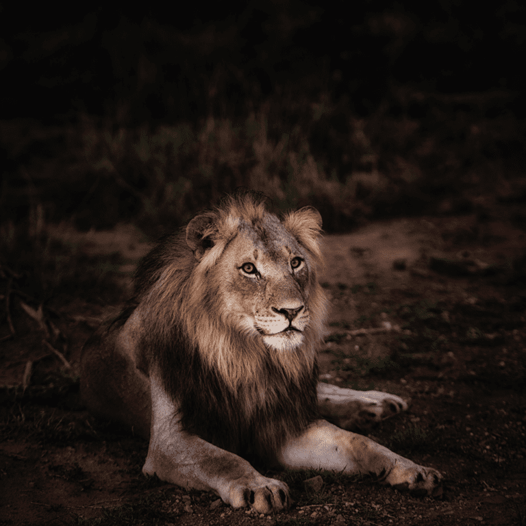 lion picture-lion images-lion pic-lion wallpaper-lion wallpaper hd