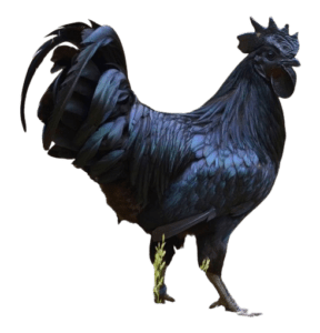 free-kadaknath-murga -png-transparent-ayam-cemani-silkie-kadaknath-java-chicken-indonesia-cock-animals-galliformes-chicken-thumbnail (1)