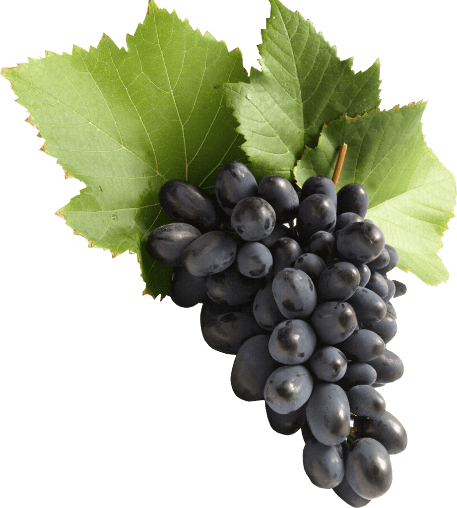 black-grapes-png-image-1